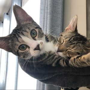 Meet your Posher, Lynette